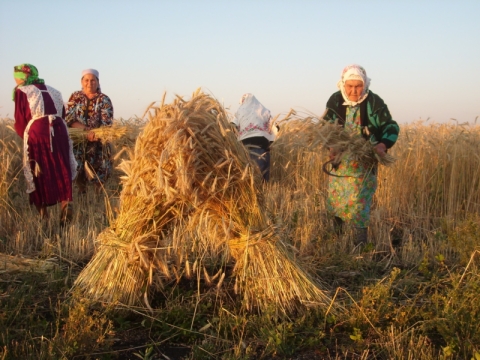 "Басу яру" - праздник первого снопа у татар 